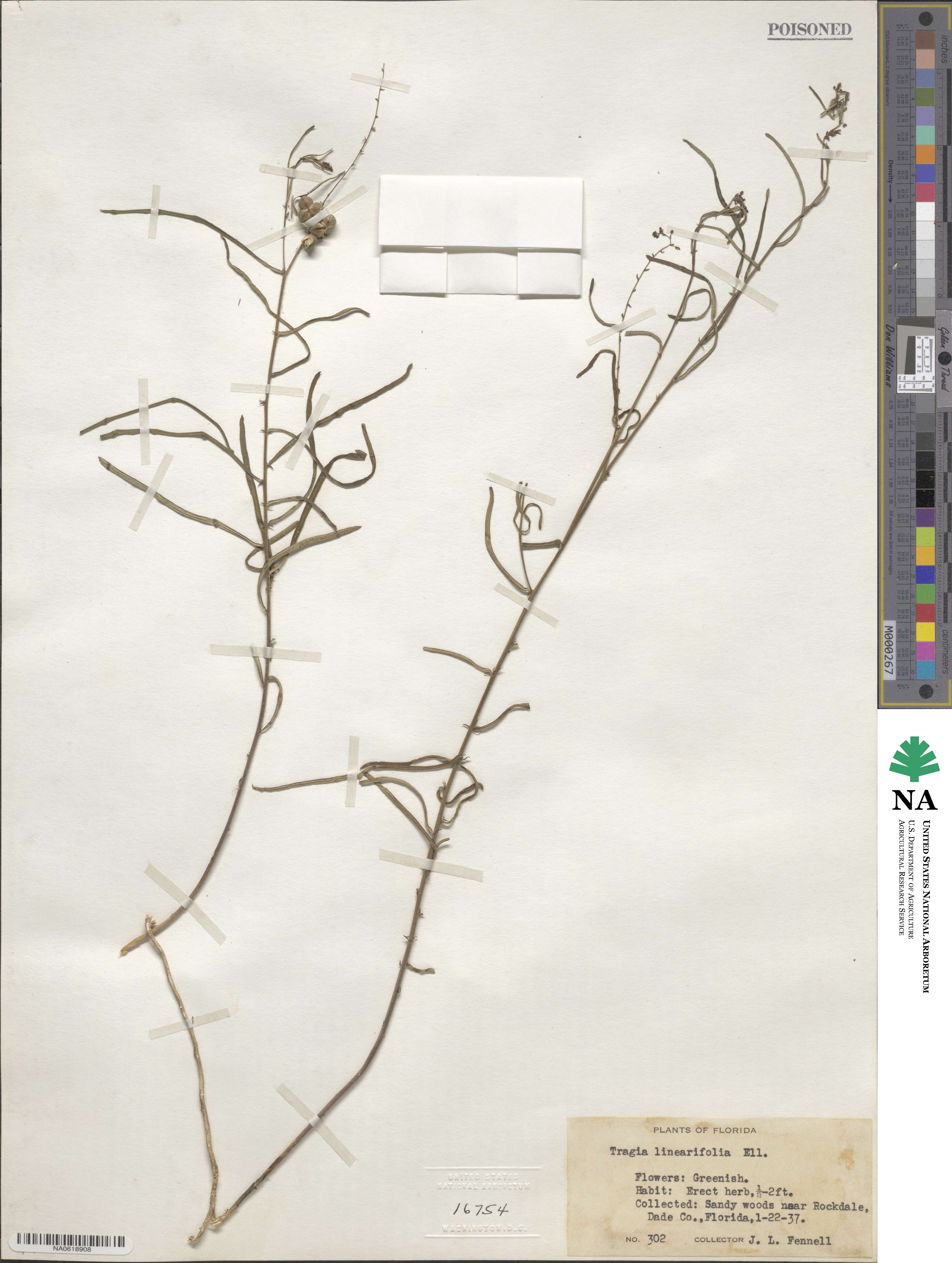 Tragia urens image