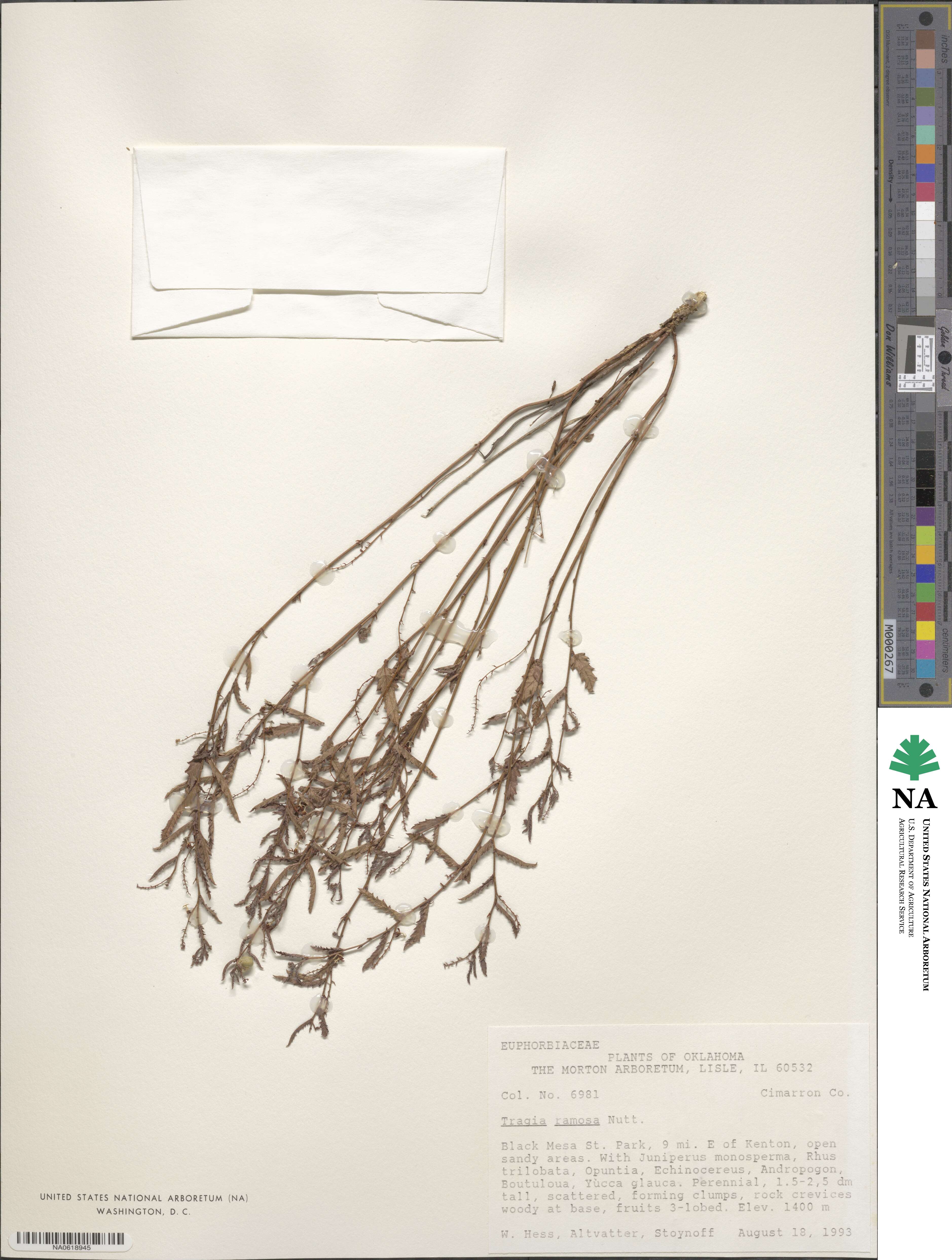 Tragia ramosa image