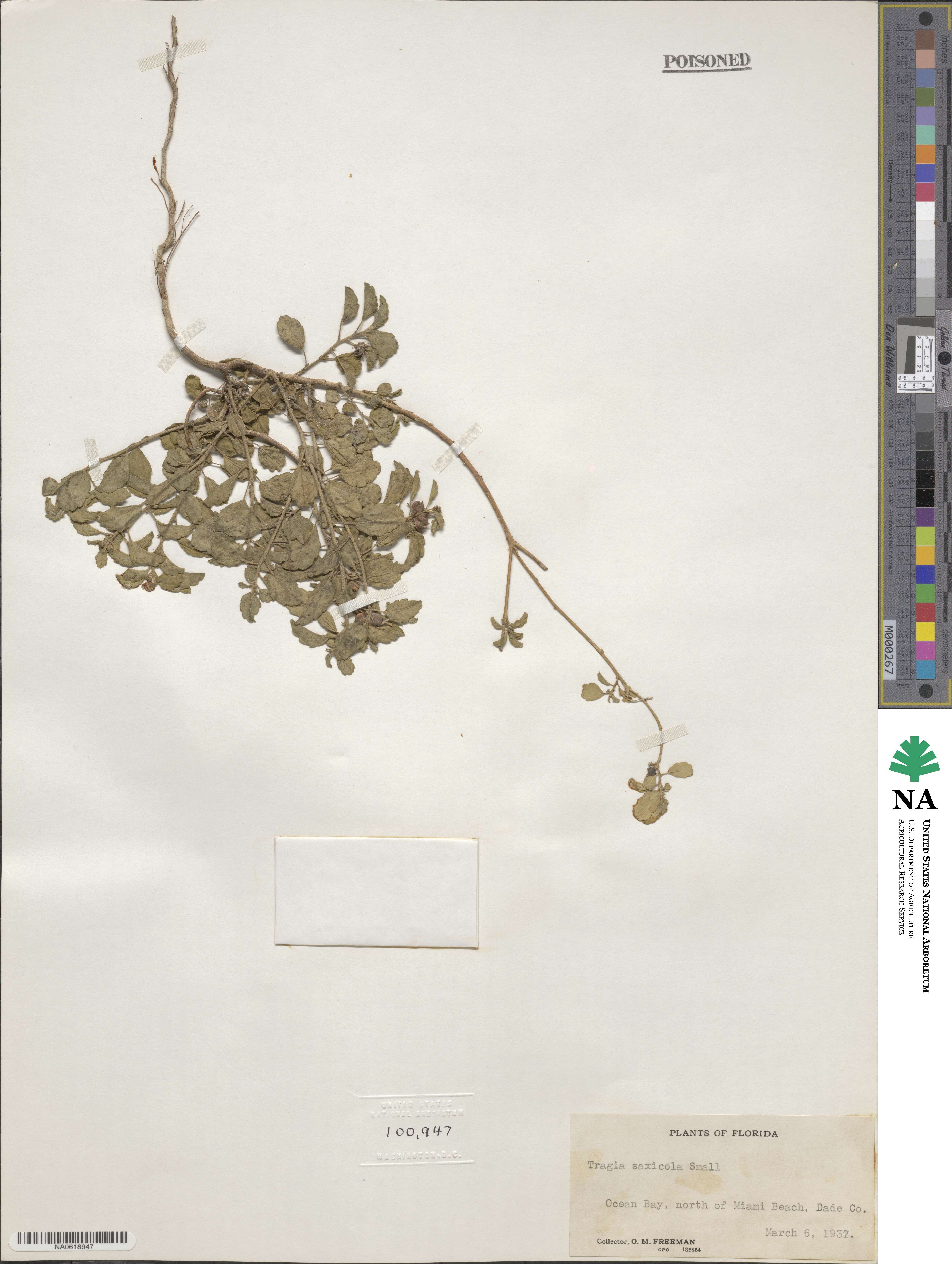 Tragia saxicola image