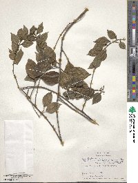 Image of Plukenetia loretensis