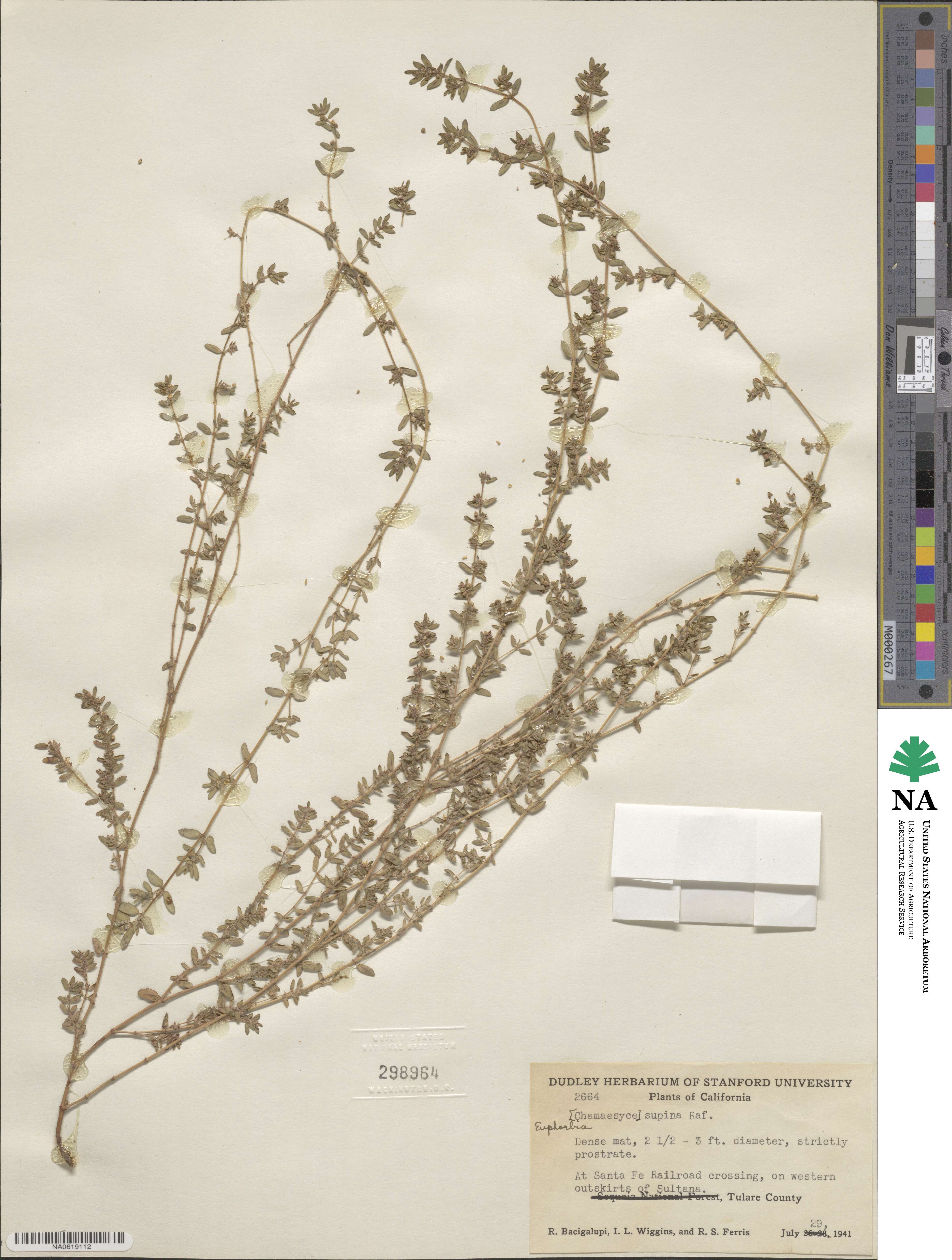 Euphorbia maculata image