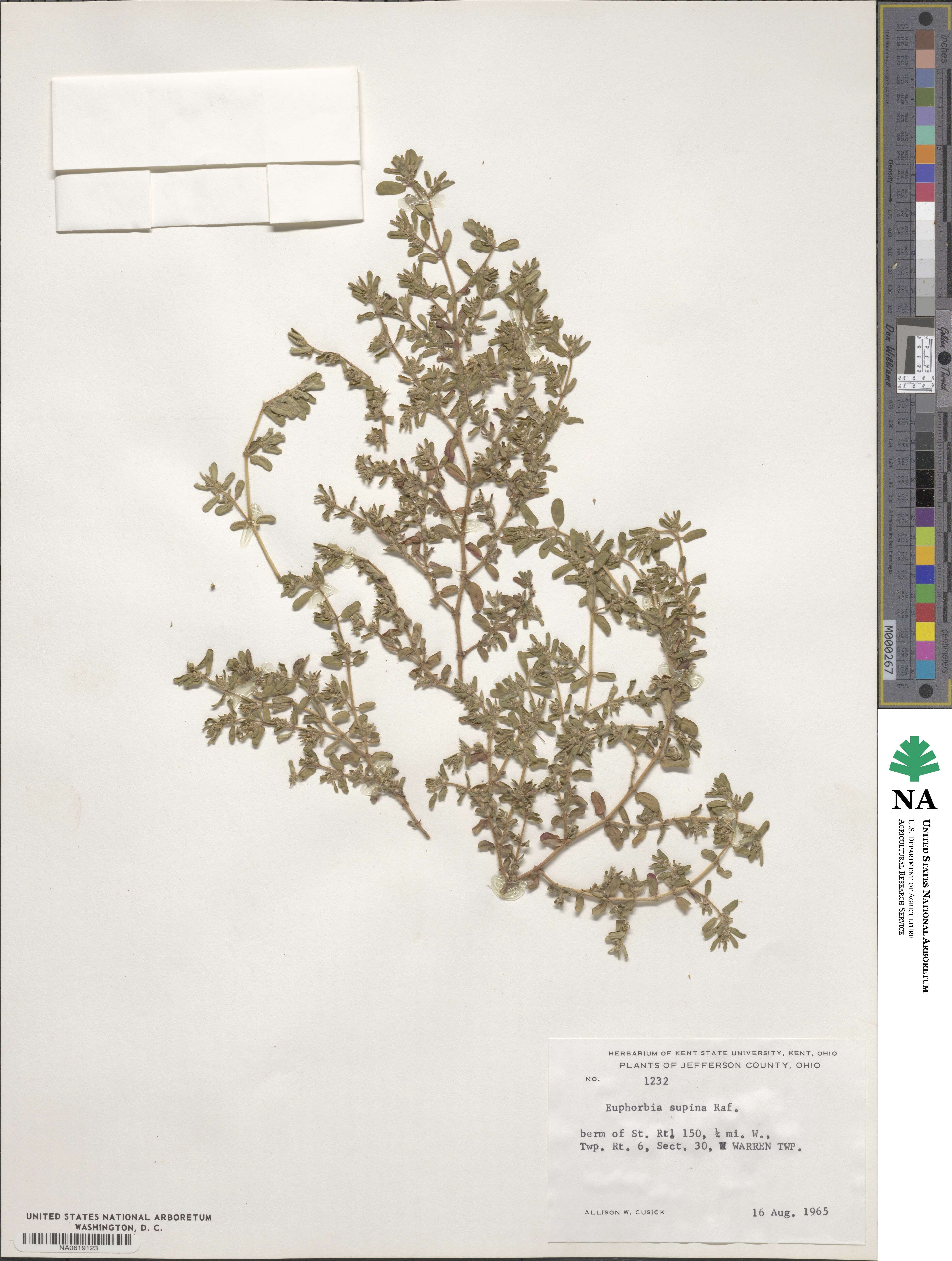 Euphorbia maculata image