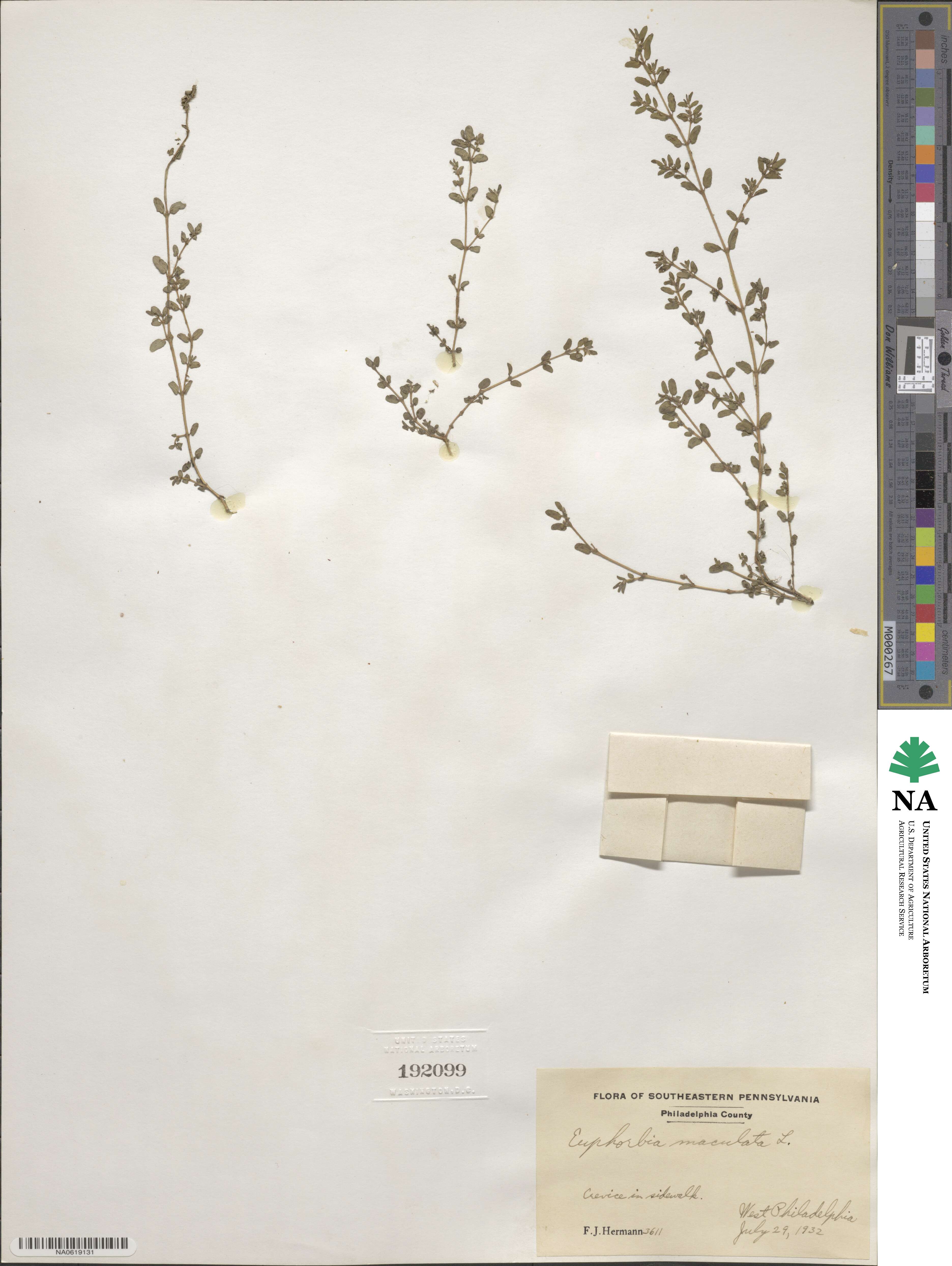 Euphorbia maculata image