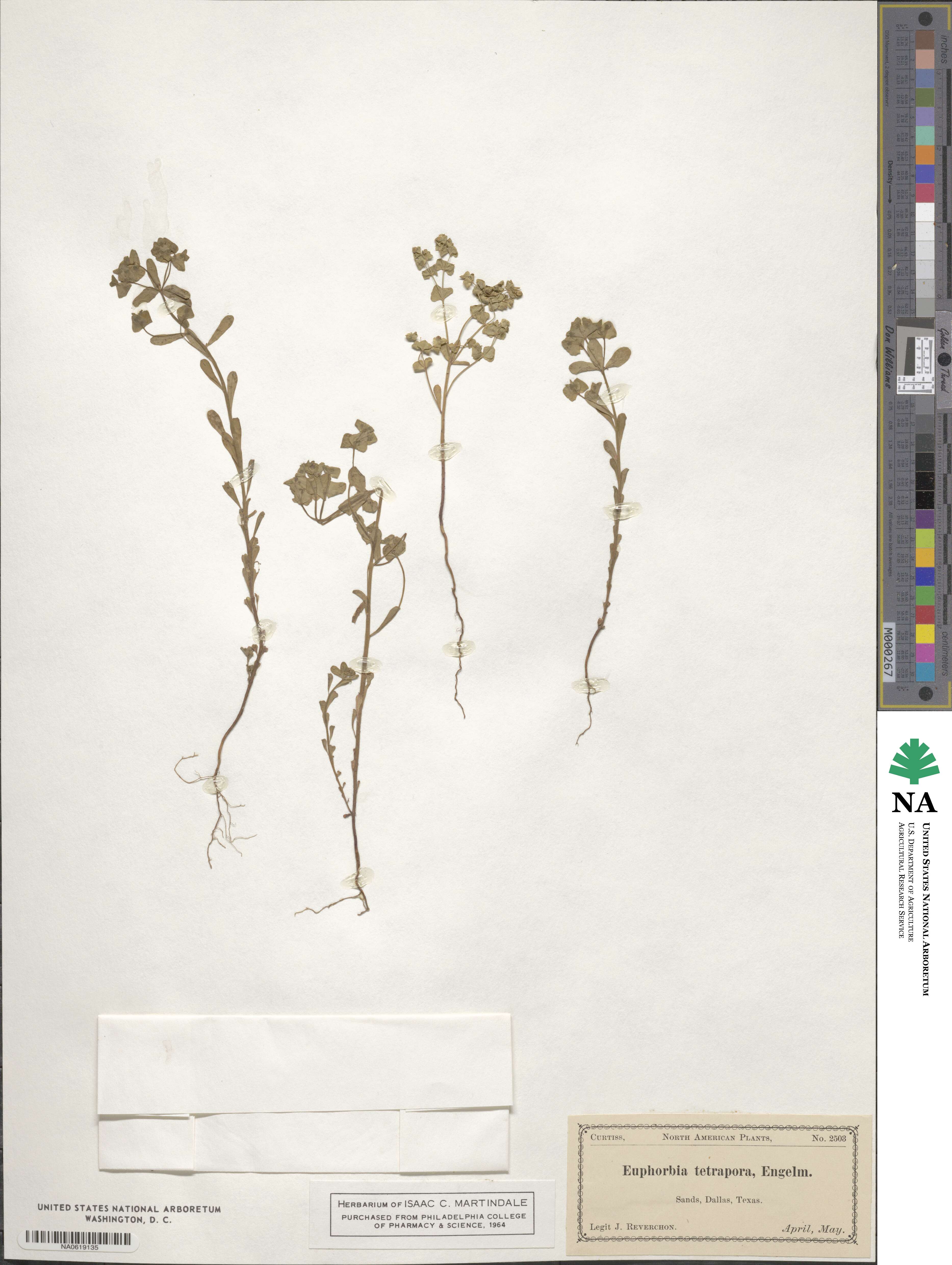 Euphorbia tetrapora image