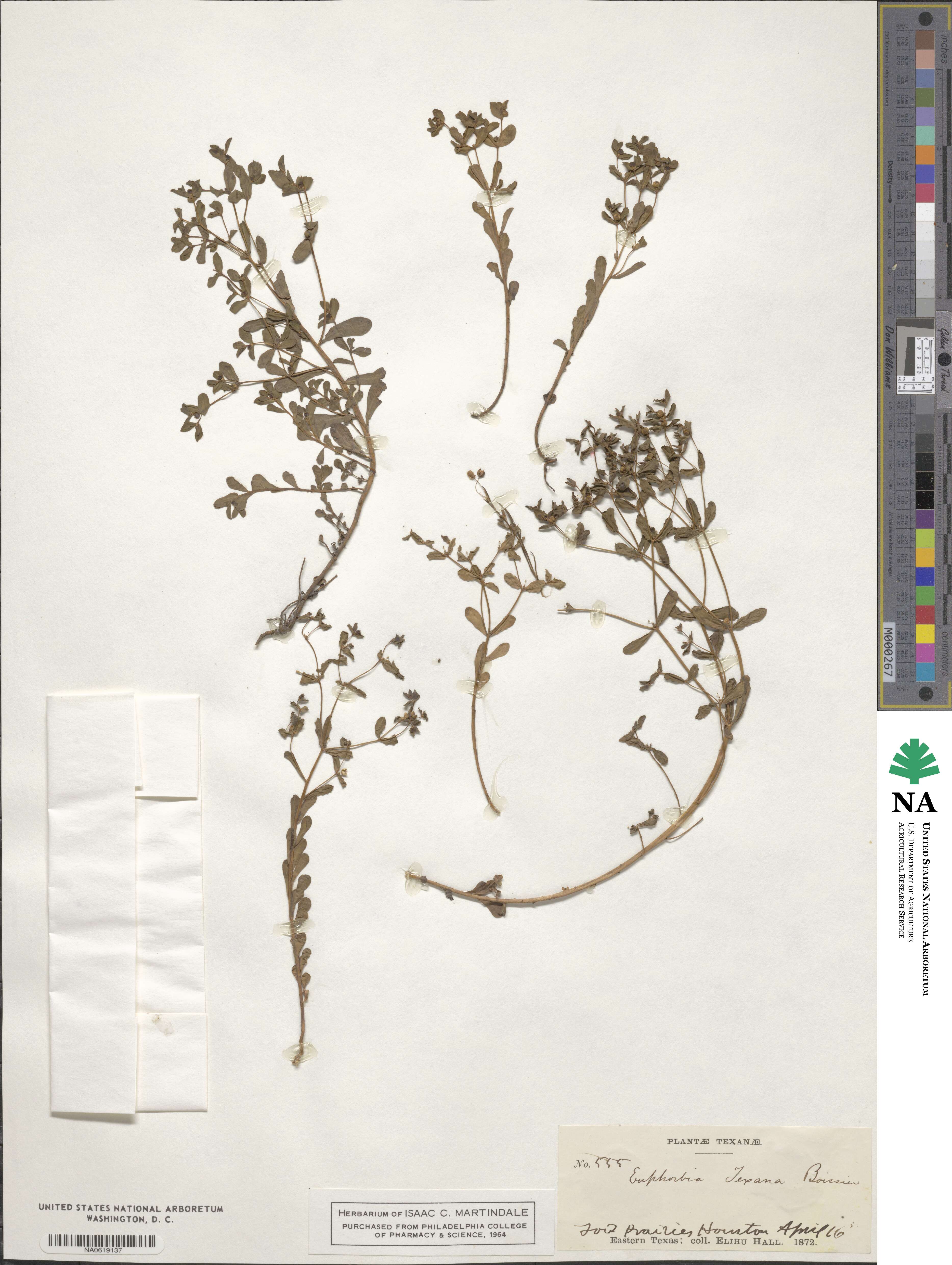 Euphorbia texana image