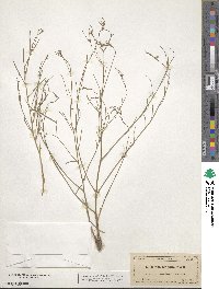 Euphorbia wrightii image