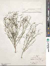 Euphorbia wrightii image