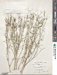 Euphorbia wrightii image