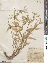 Euphorbia ariensis image