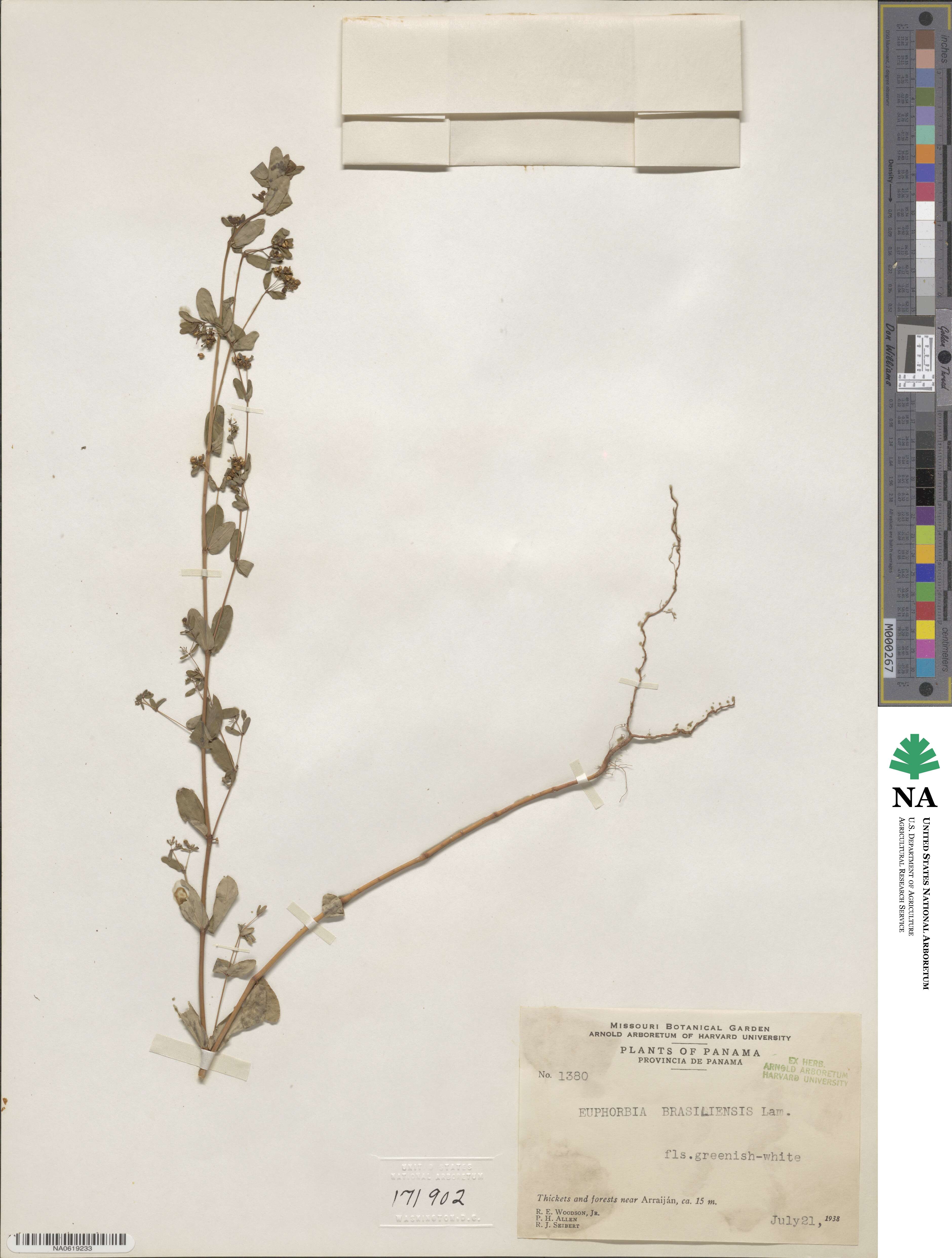 Euphorbia hyssopifolia image