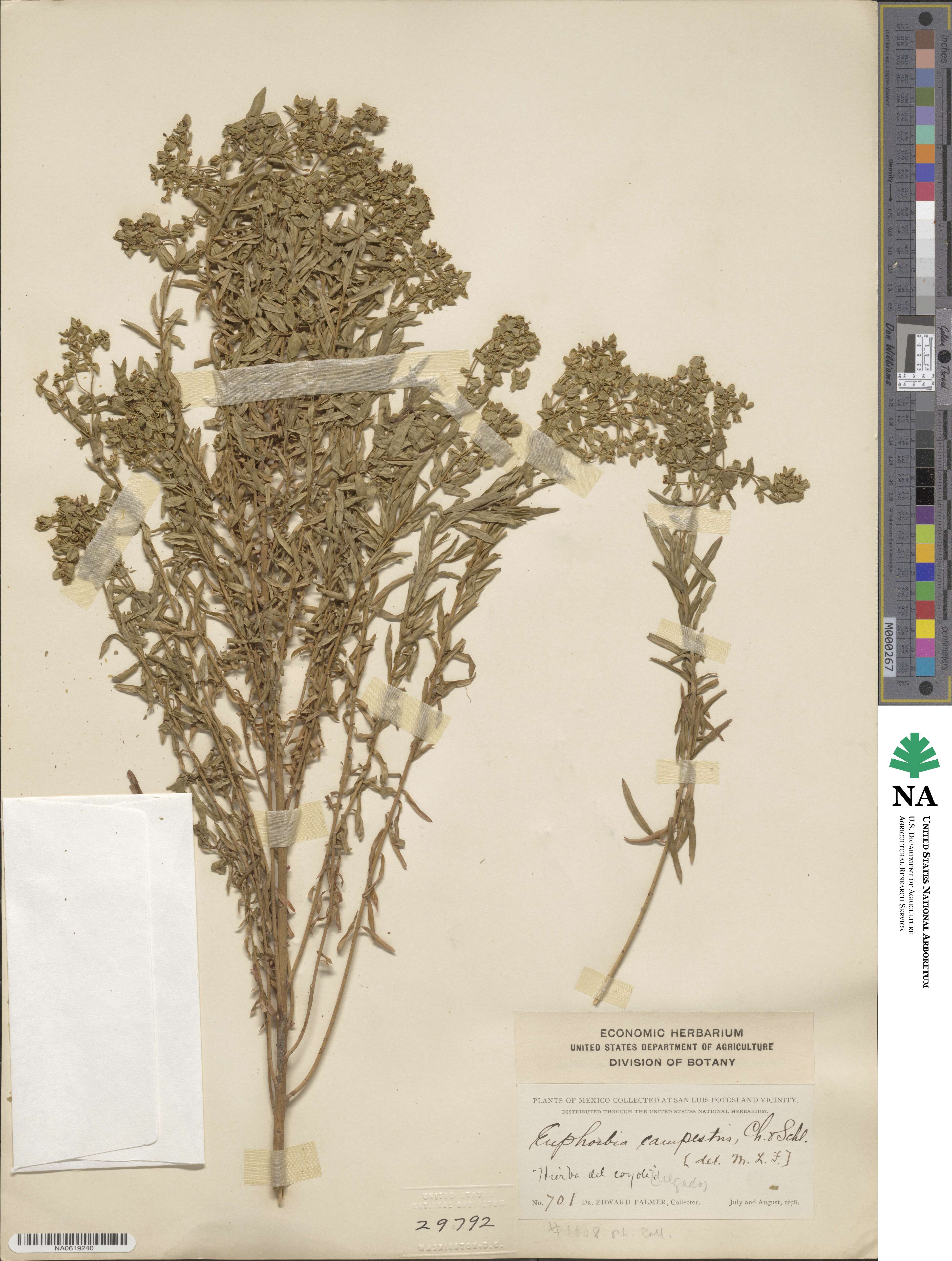 Euphorbia campestris image