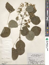 Euphorbia cotinifolia image