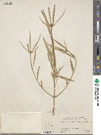 Euphorbia cuphosperma image