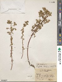 Euphorbia spathulata image