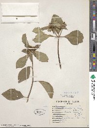 Euphorbia heterophylla image