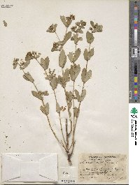 Euphorbia hyssopifolia image