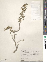 Euphorbia misera image