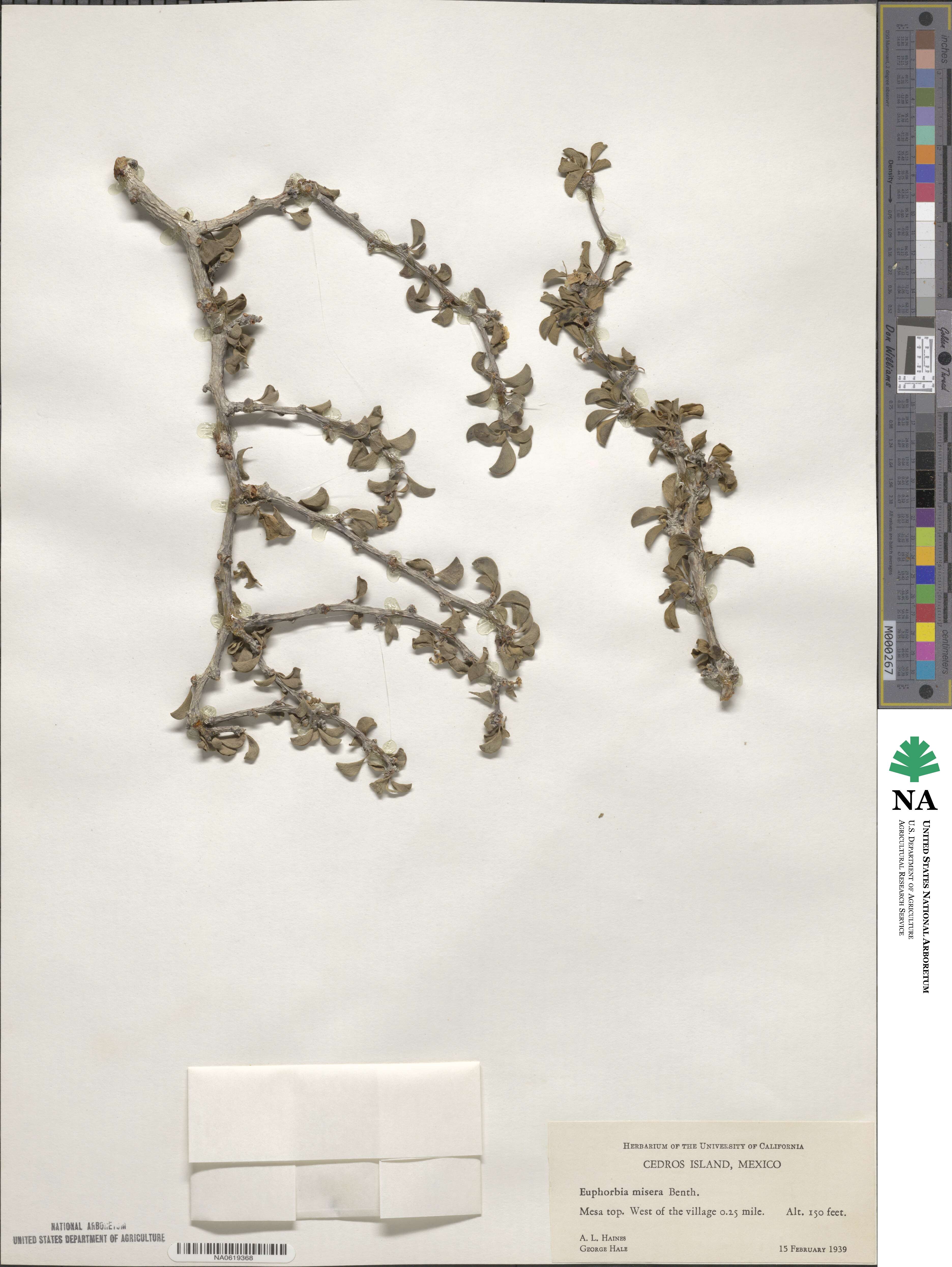 Euphorbia misera image