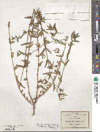 Euphorbia preslii image