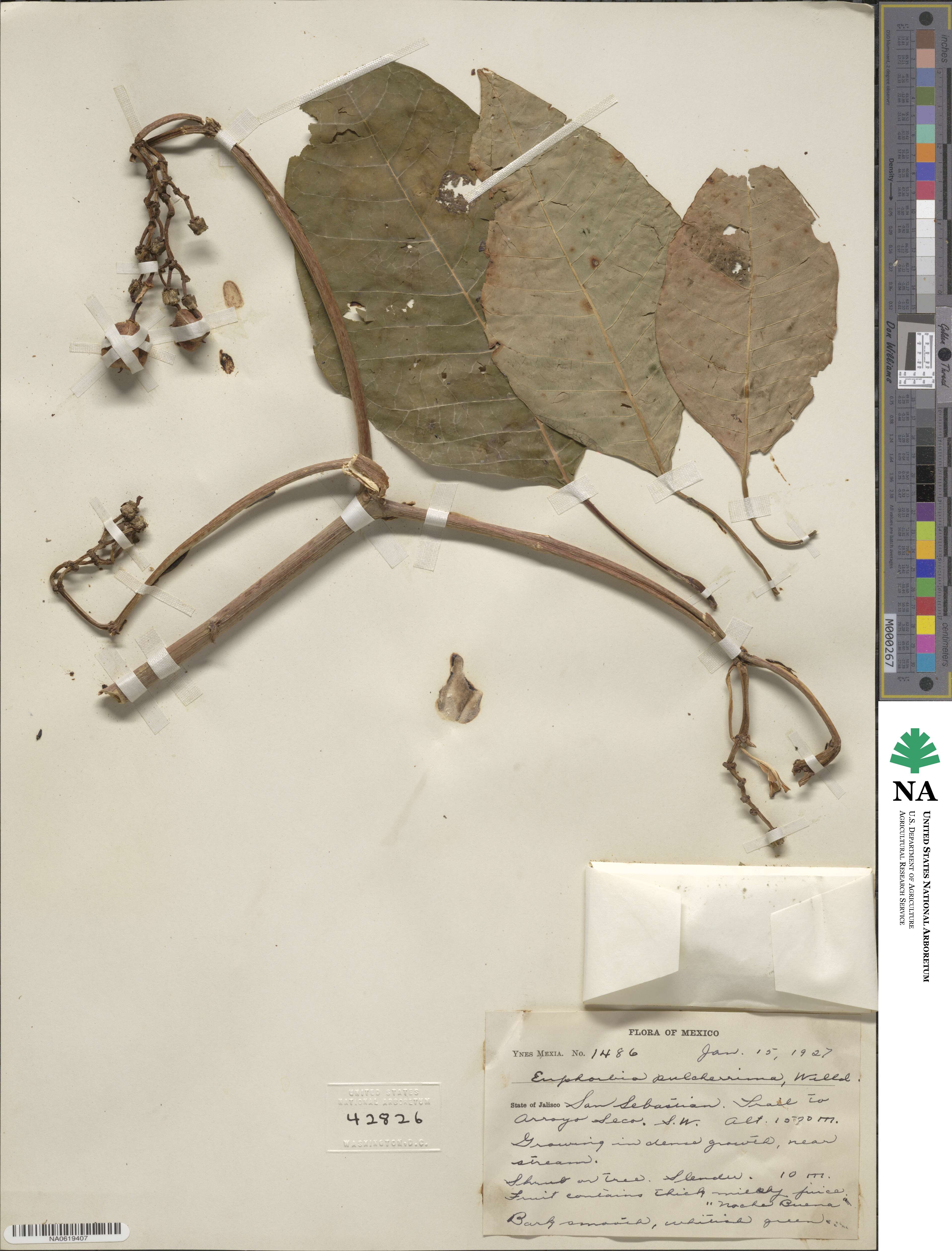 Euphorbia pulcherrima image