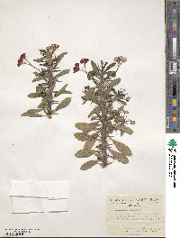 Euphorbia splendens image