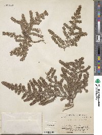 Euphorbia thymifolia image