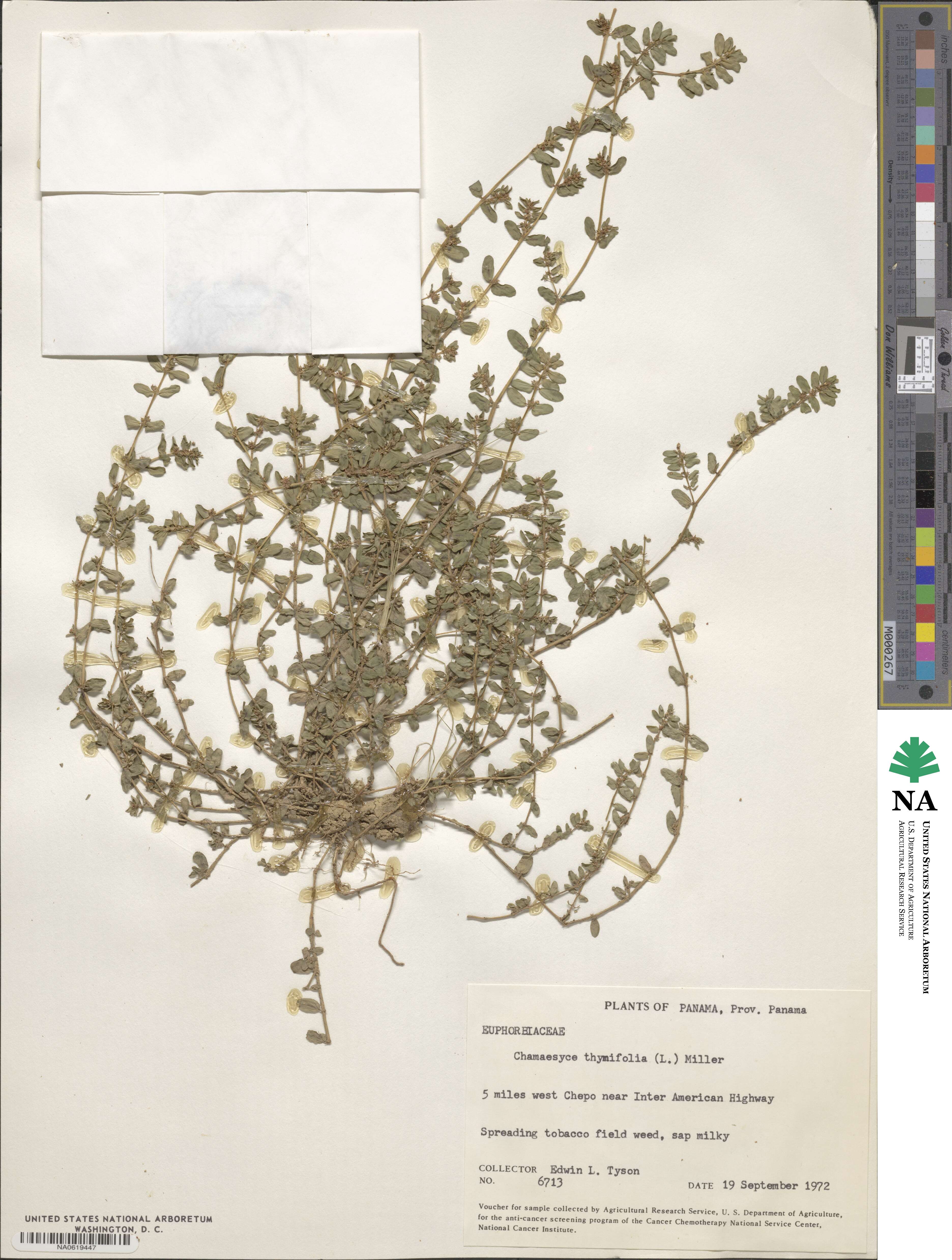 Euphorbia thymifolia image