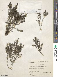 Euphorbia thymifolia image