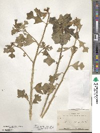 Euphorbia heterophylla image