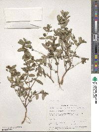 Euphorbia hypericifolia image