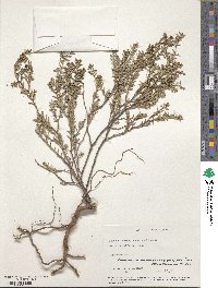 Euphorbia mesembryanthemifolia image