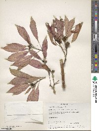 Euphorbia pulcherrima image