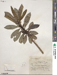 Euphorbia laurifolia image