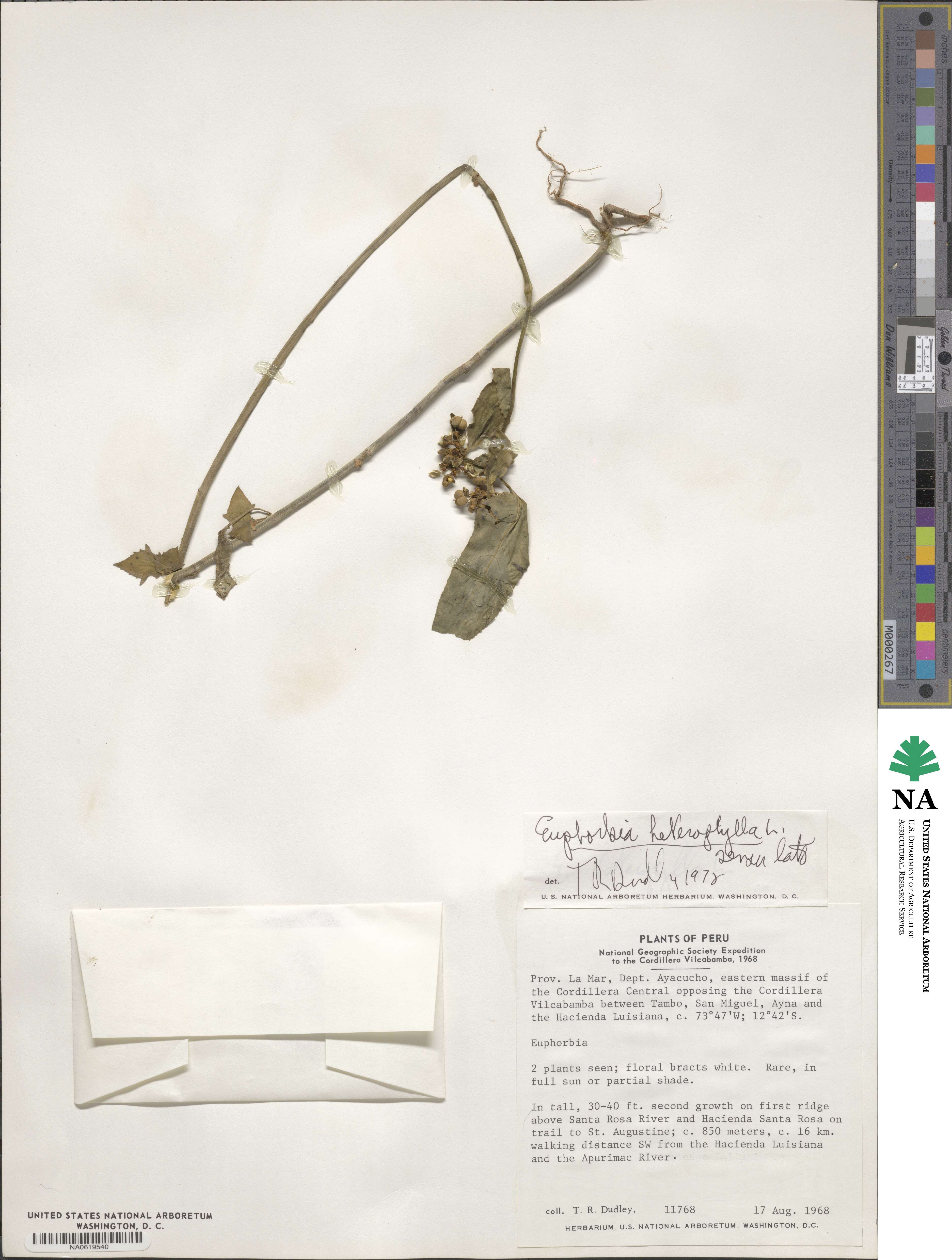 Euphorbia heterophylla image