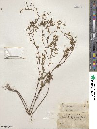 Euphorbia hyssopifolia image