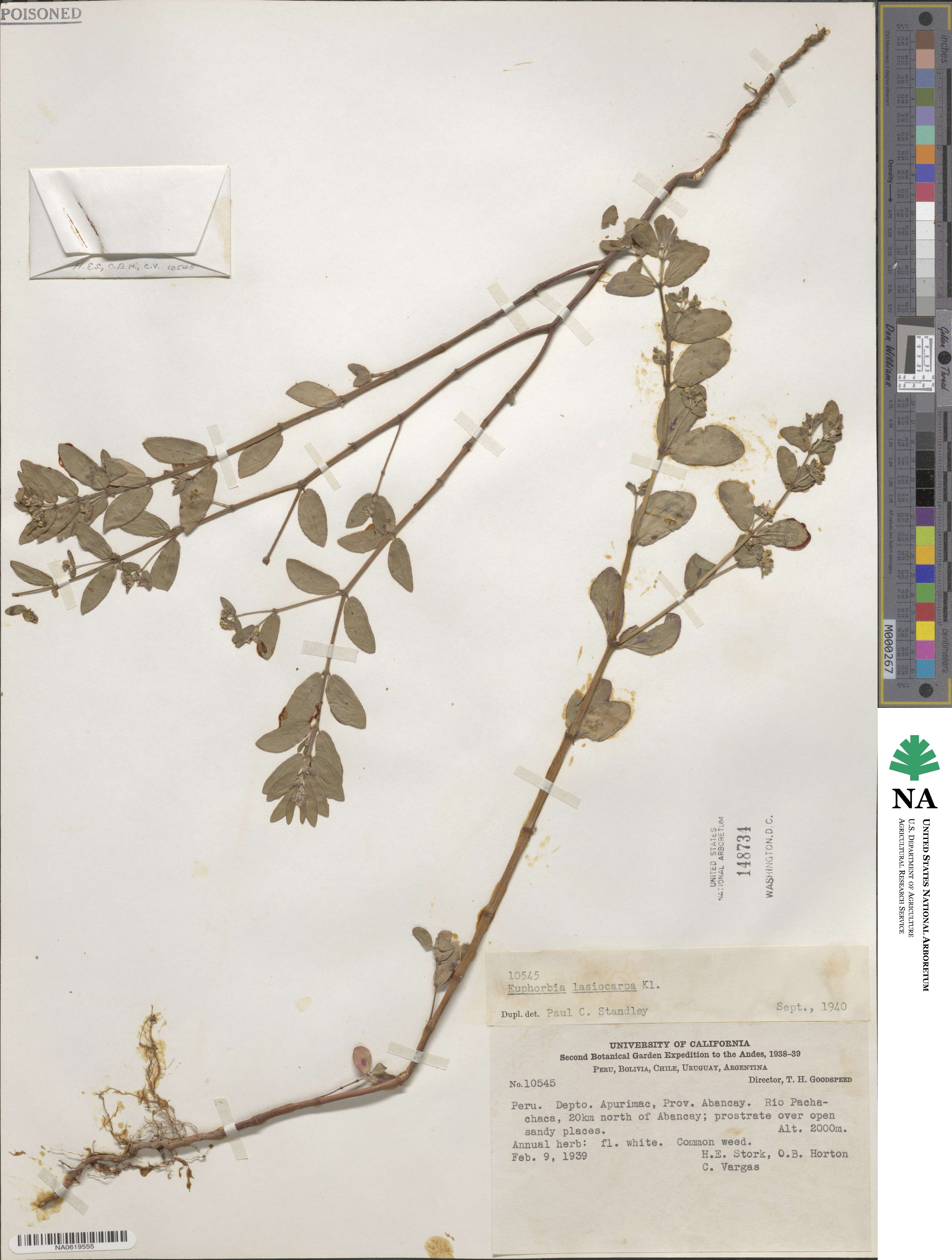 Euphorbia lasiocarpa image