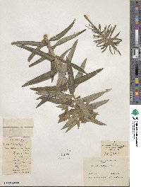 Euphorbia lathyris image