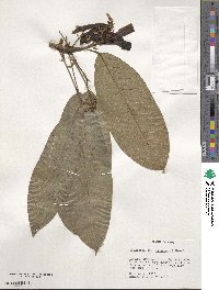 Euphorbia tessmannii image