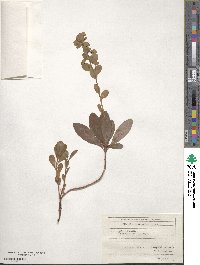 Euphorbia amygdaloides image