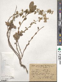 Euphorbia amygdaloides image