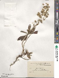 Euphorbia amygdaloides image