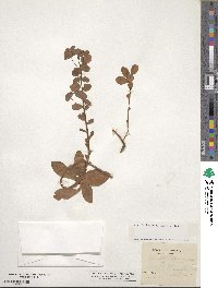 Euphorbia amygdaloides image