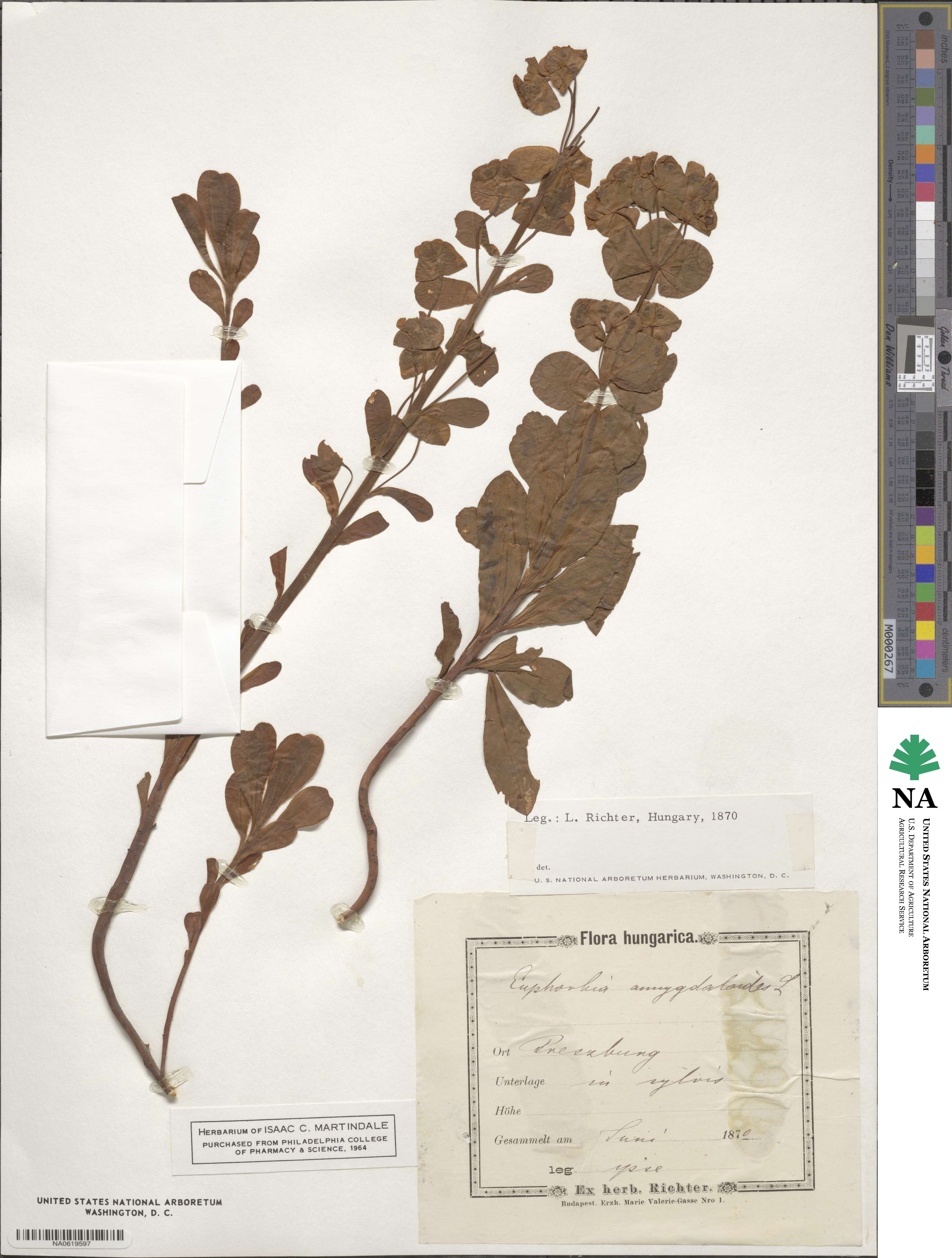 Euphorbia amygdaloides image
