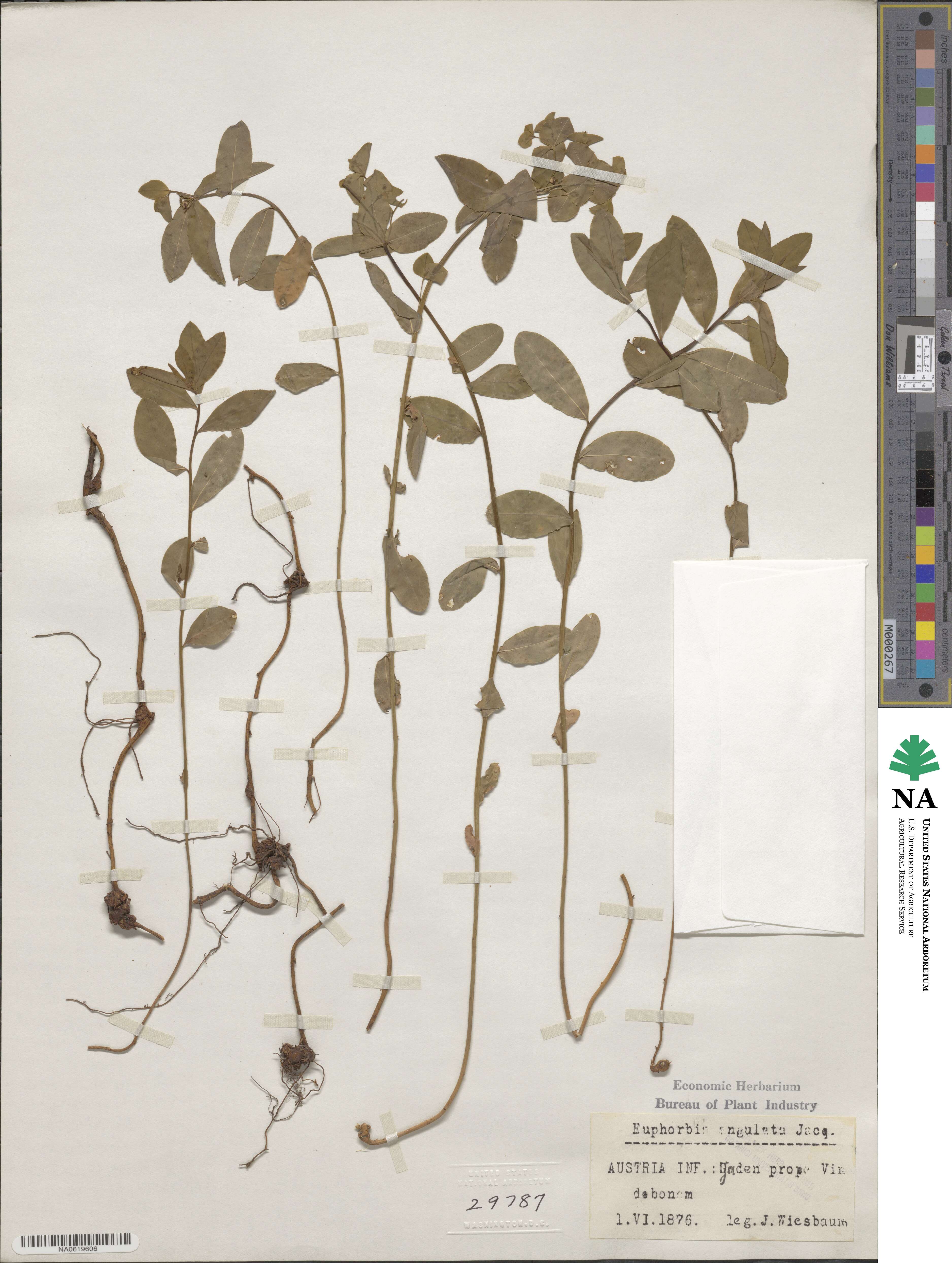 Euphorbia angulata image