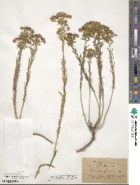 Euphorbia seguieriana image