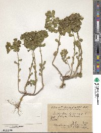 Euphorbia helioscopia image