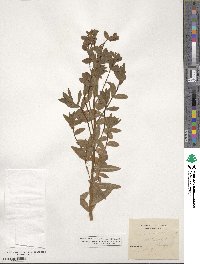 Euphorbia palustris image