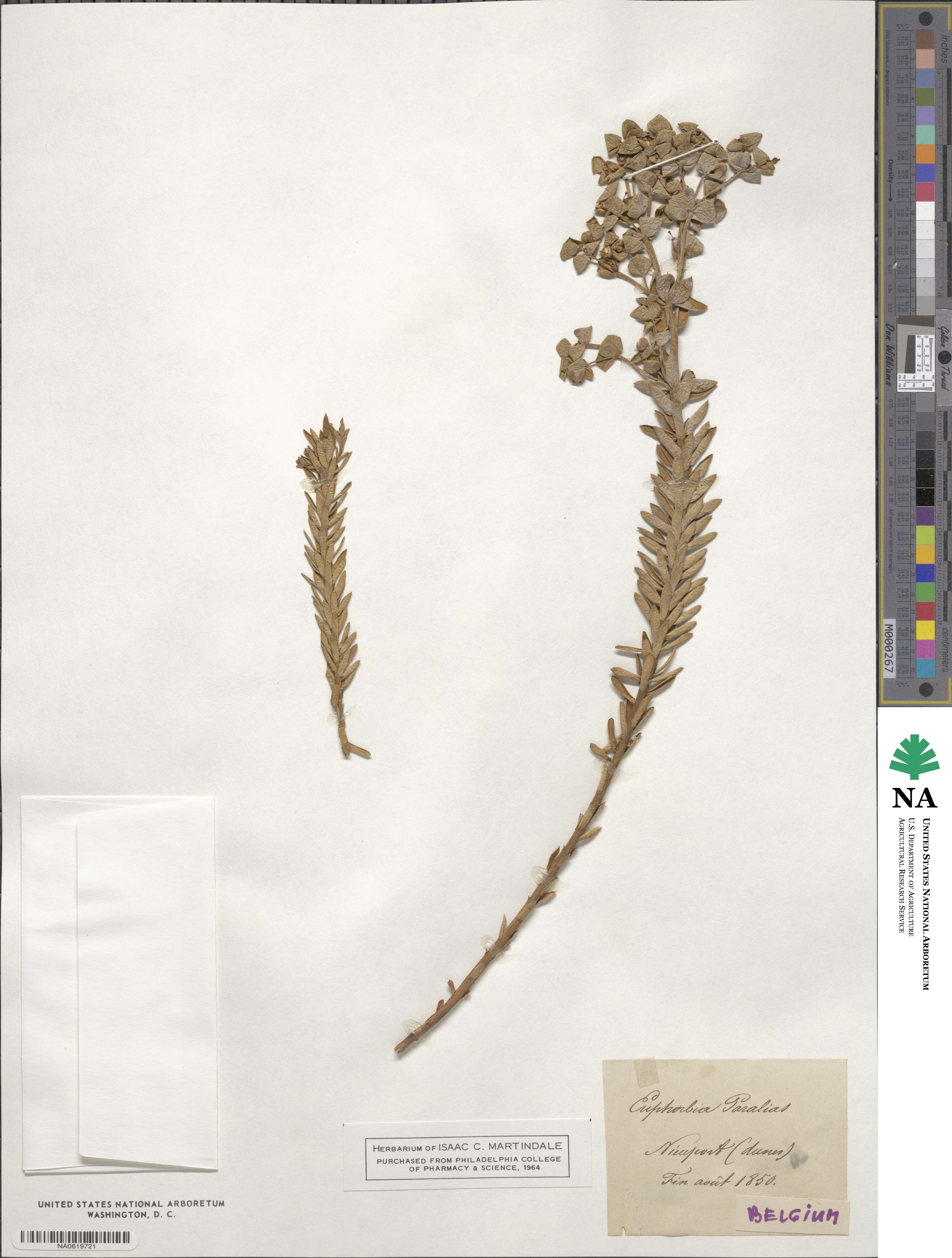 Euphorbia paralias image