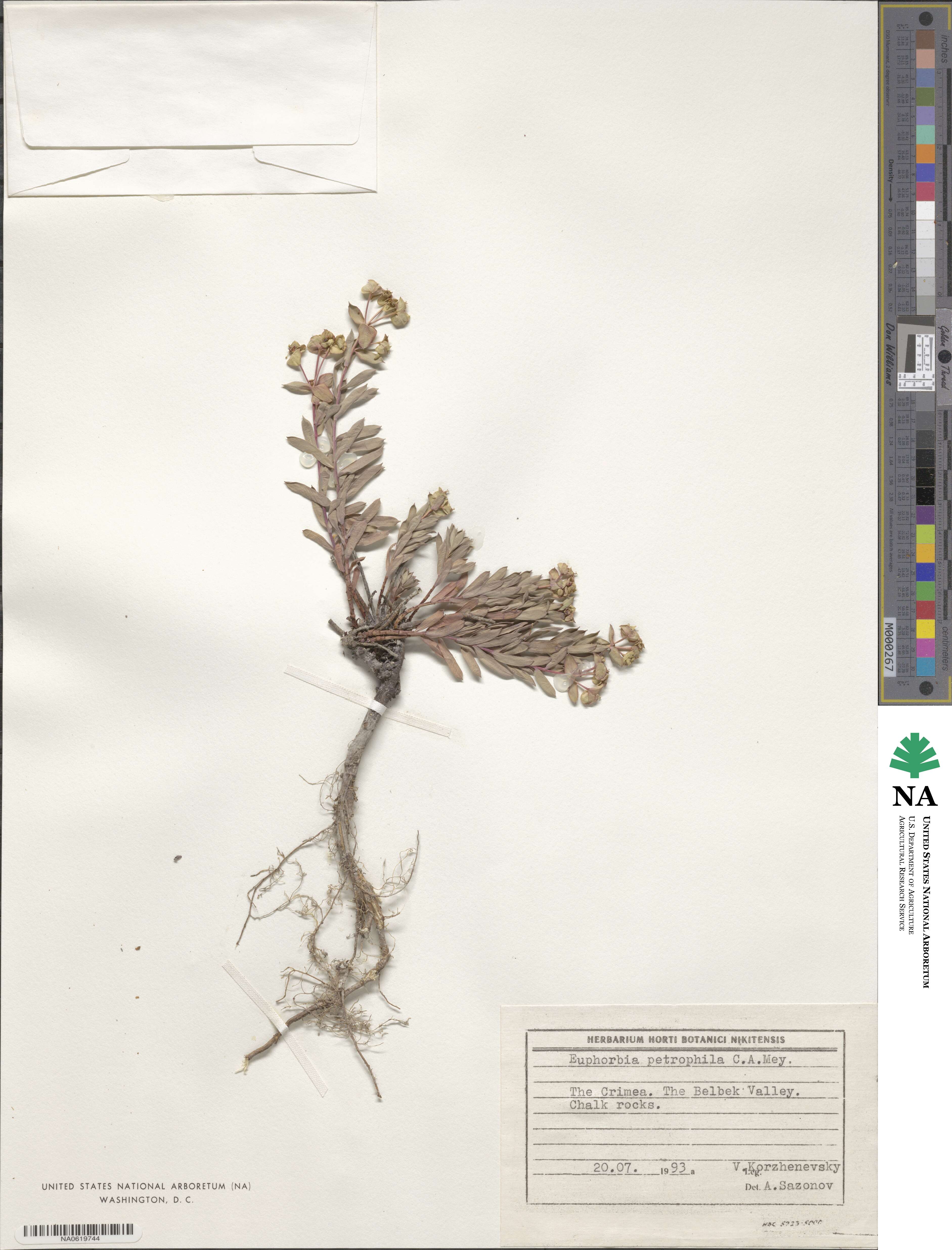 Euphorbia petrophila image