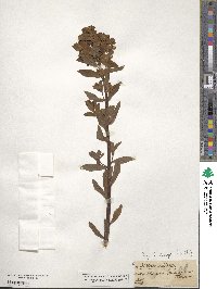 Euphorbia pilosa image